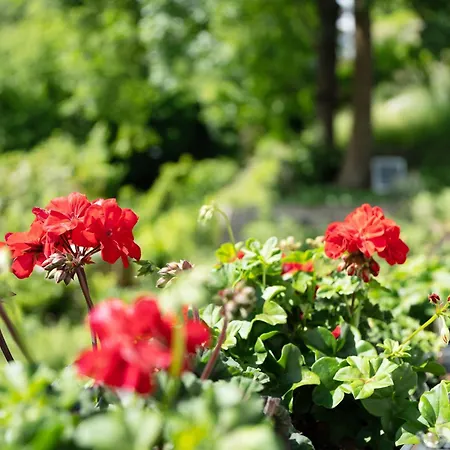 펜션 Haus Schwarzwald Koenigin