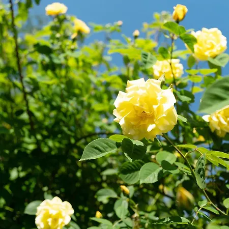 Haus Schwarzwald Koenigin *